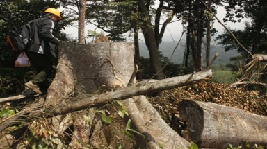 Phá rừng tự nhiên để... trồng rừng!