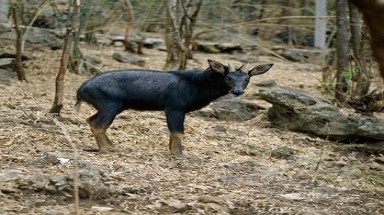 Giải thoát sơn dương mắc bẫy trong Khu bảo tồn Saola 