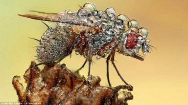   Tuyệt đẹp hình ảnh côn trùng sau cơn mưa 