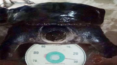 Bắt được cặp ba ba "khủng" nặng 50kg trên sông Đuống