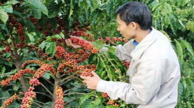 Vinacafe Buôn Ma Thuột nợ khó đòi hàng nghìn tỷ