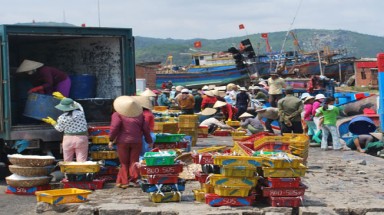  Ngư dân Quảng Ngãi trúng đậm cá cơm mồm