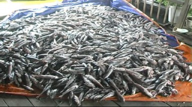  Cá bè lại chết trên sông La Ngà