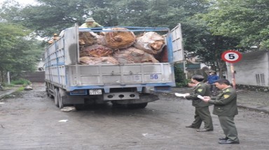  Quảng Ninh: Bắt giữ nhiều vụ vận chuyển lâm sản trái phép