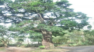 Huyền thoại cây thiêng biết tránh bom đạn