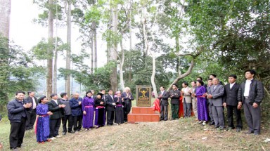  Cản trở bảo tồn Cây Di sản Việt Nam là hành vi vi phạm Pháp luật