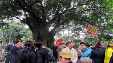 Nghệ An: 5 cây thị cổ đón nhận Cây di sản