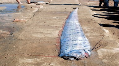  10 loài "thủy quái" ở Việt Nam