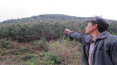  Chủ rừng thành chủ nợ