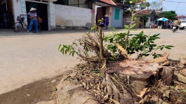 Một huyện ở Hà Nội đã chặt 500 cây xanh khi dọn dẹp vỉa hè