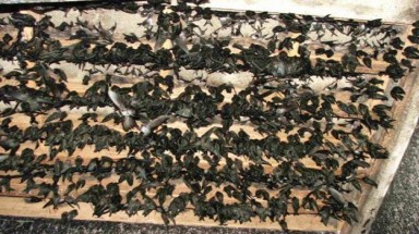 Nuôi chim yến gây tiếng ồn