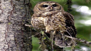  Mỹ và cuộc chiến giữa hai loài cú