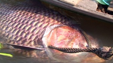  Đồng Tháp: Bắt được cá hô nặng 150kg