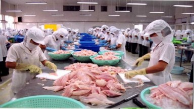 Công ty Đông Tiến (Cần Thơ) bị kiện vì nợ tiền cá