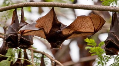  Dơi đe dọa một thành phố tại Australia