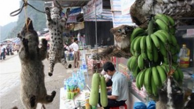 WWF kêu gọi chấm dứt buôn bán và tiêu thụ động vật hoang dã trong toàn khu vực