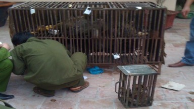 Đắk Lắk: Gắn chíp điện tử cho các động vật hoang dã quý hiếm nuôi nhốt