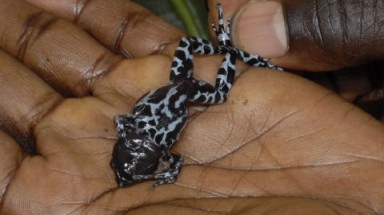  Phát hiện loài ếch tí hon đã “tuyệt chủng” 