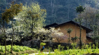 Đào muộn trên cao nguyên Hà Giang
