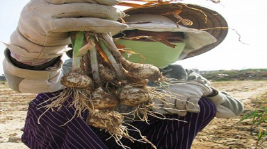 Điêu đứng vì hành tỏi chết hàng loạt