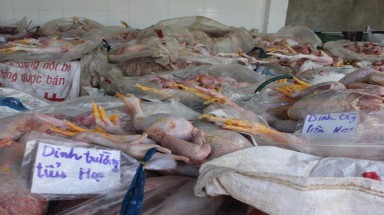  Bắt xe khách chở gần 3 tấn gà thối