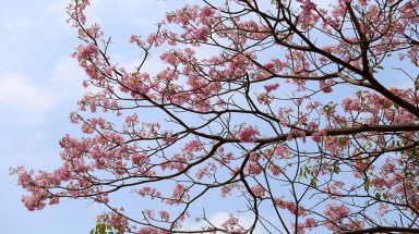 Ngắm hoa kèn hồng nở rộ giữa Sài Gòn