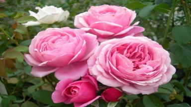 Làm thế nào để trồng hoa hồng sai hoa?