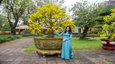 Huế muốn trở thành xứ sở hoàng mai