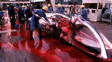  Nhật Bản sẽ săn bắt lại cá voi ở Nam Cực