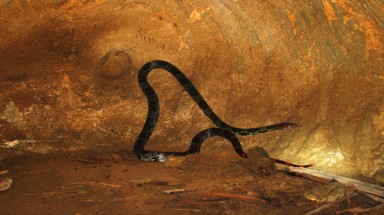  Phát hiện rắn lạ ở Thanh Hóa