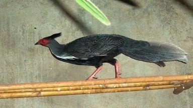 Chim hoang dã nuôi trong... lồng