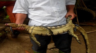  Bắt được kỳ đà “khủng” ở Hòa Bình