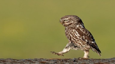 Độc đáo: Dáng đi kiểu "cán bộ" của chim cú