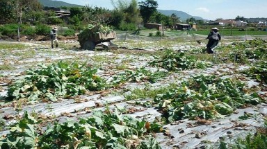"Sốc": Rau rẻ hơn bèo, nhà vườn phá bỏ làm phân