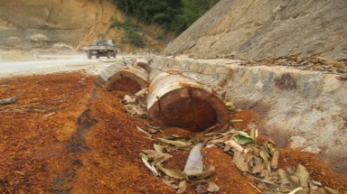 Đột nhập “rừng gỗ lậu”