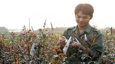  Làm phụ việc để học nghề