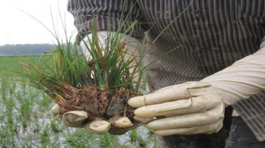  Vụ "Công ty CP bảo vệ thực vật An Giang bán thuốc trừ cỏ... diệt lúa": Rất tiếc về rủi ro 