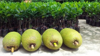 Thương lái Trung Quốc ồ ạt gom mít Thái