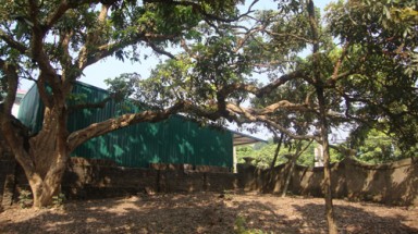 Cây nhãn tổ Đại Thành