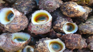 Mò ốc xà cừ ở Lý Sơn
