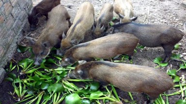  Quy định ”lạ đời” mới ra: Bèo tây, rau chuối… không được cho lợn ăn
