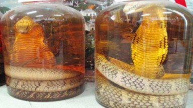 Rượu rắn "đểu"