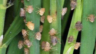  Hậu Giang: Rầy nâu "tấn công" thành phố Vị Thanh 