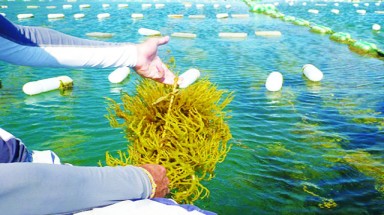 Điều tra xác định về nguồn tài nguyên rong biển