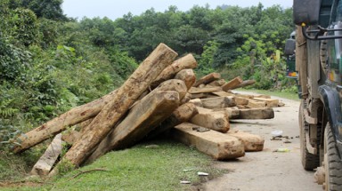Cận cảnh rừng Hà Tĩnh bị "làm thịt"!