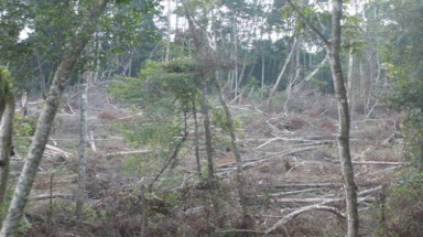  Tan nát rừng vì "xã lâm tặc"