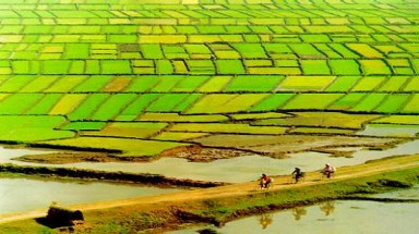 Chính phủ rút đề xuất sửa đổi Luật Đất đai