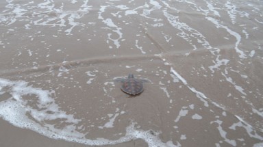 Giải cứu rùa quý hiếm bị bán trên mạng