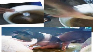  Thợ mổ "kiêm" kiểm dịch