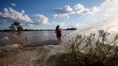  "Độc đáo" cảnh nhện chạy lụt giăng tơ khắp chốn